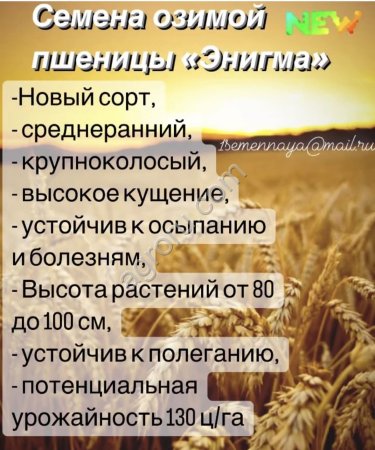 Новинки семян озимой пшеницы Энигма, Арена, Изабель, Эмма.