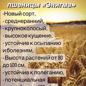 Новинки семян озимой пшеницы Энигма, Арена, Изабель, Эмма.
