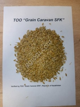 Feed Barley, Kazakhstan