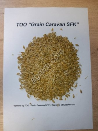 Feed Barley, Kazakhstan