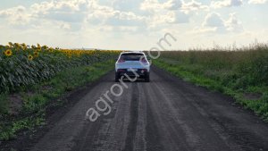 Семена Суданской травы.