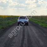 Семена Суданской травы.