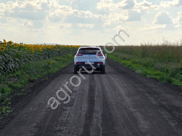 Семена Суданской травы.
