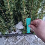 сеянцы ели европейской с зкс