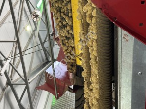 Картофель