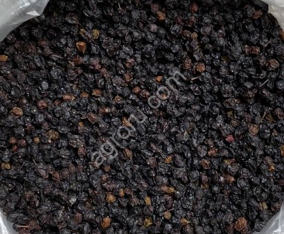 Бузина плод