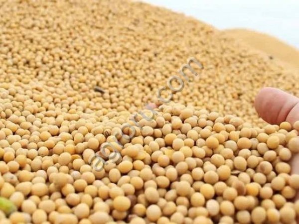 Соя урожая 2025 г. от производителя!