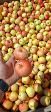 Яблоки ГАЛА 60+ от производителя