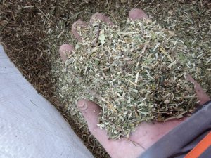 Мята перечная, трава