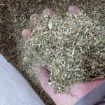 Мята перечная, трава