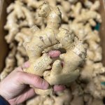 Корень имбиря ( имбирь )