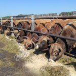 Племенная КРС. Обрак Салерс Герефорд