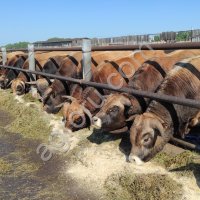 Племенная КРС. Обрак Салерс Герефорд