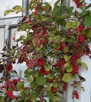 Лимонник китайский (саженцы, семена)