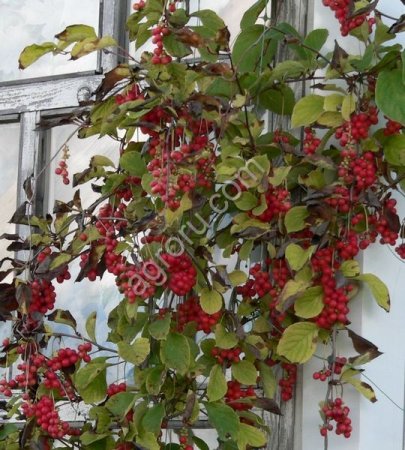 Лимонник китайский (саженцы, семена)