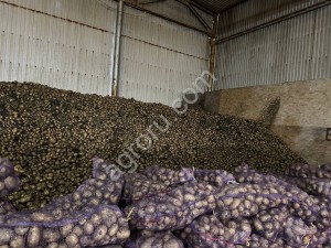 Картофель - АРИЗОНА КОЛОМБО МАНИФЕСТ