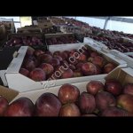 Яблоки с доставкой