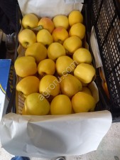 фрукты