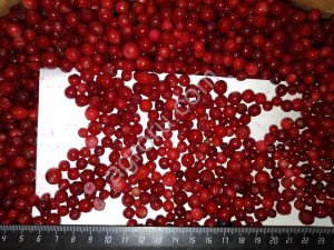 Брусника дикая замороженная (РФ, электр. очистка)