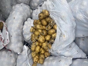 Картофель новый урожай