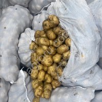 Картофель новый урожай