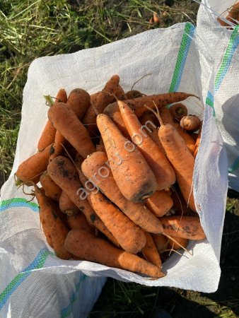 Морковь от КФХ