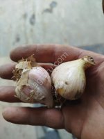 <strong>Чеснок</strong> Любаша