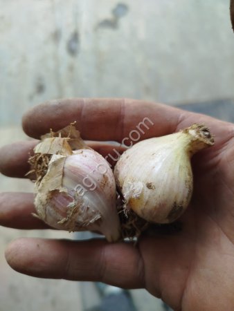 Чеснок Любаша