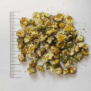 Ромашка цвет