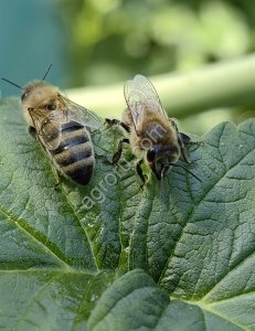 Пчелы на высалку пчелосемьи