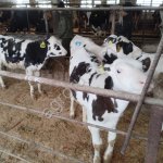 Телята бычки на откорм