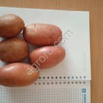 Семенной картофель Родриго.