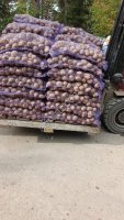 Картофель продовольственный новый урожай сорт Гала
