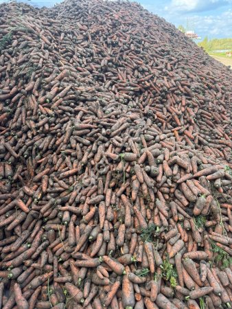 Морковь с поля валом