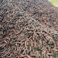 Морковь с поля валом