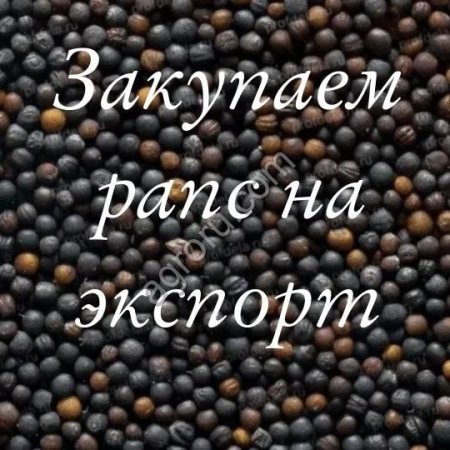 Рапс на экспорт