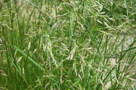 Овсяница луговая Новосибирская 21 (ОС СЭ)