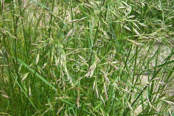 Овсяница луговая Новосибирская 21 (ОС СЭ)