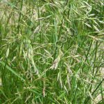 Овсяница луговая Новосибирская 21 (ОС СЭ)