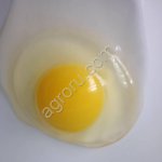 тоок жумуртка яйцо куриное