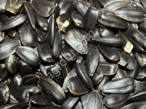 подсолнух масличность 50%