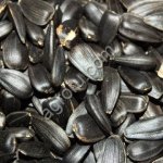 подсолнух масличность 50%