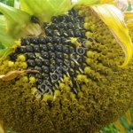 Гибриды семена подсолнечника нс х 6054 Экспресс