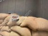 Какао