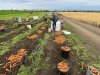 Морковь от производителя