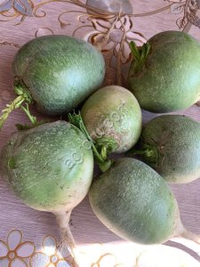 Редька зеленая оптом