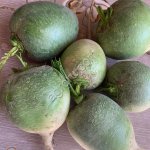 Редька зеленая оптом