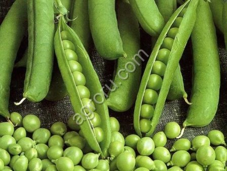 Семена гороха ярового Аксайский усатый 7 Усатый кормовой