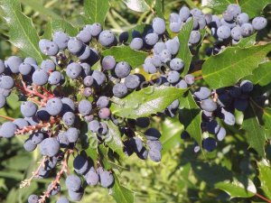 Магония падуболистная. Сажнцы и семена с доставкой по России