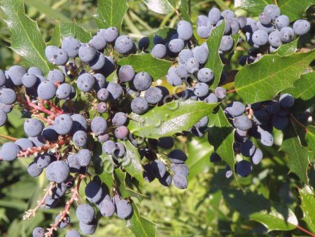 Магония падуболистная. Сажнцы и семена с доставкой по России